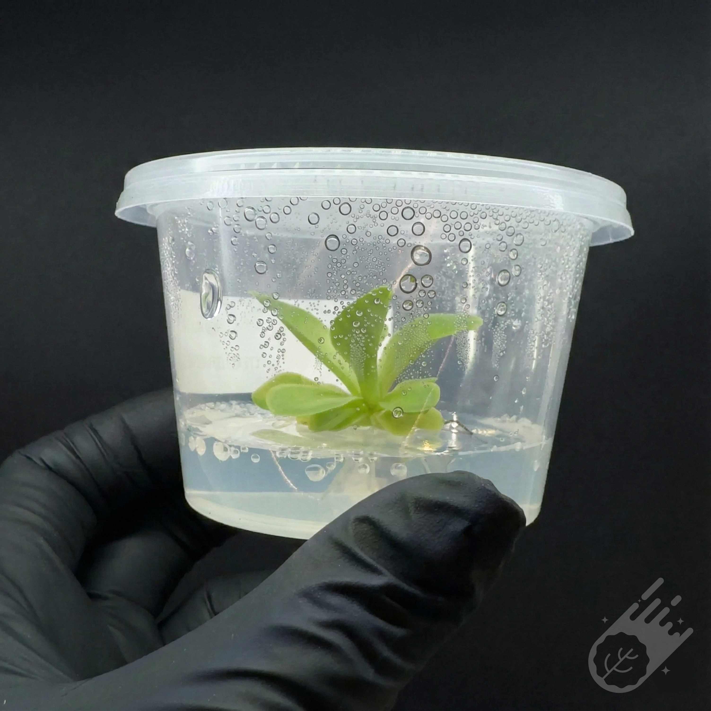 Tissue culture plant in laboratory container